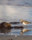 SandpiperÃÂ on the beach with a coconut in Jupiter, Florida